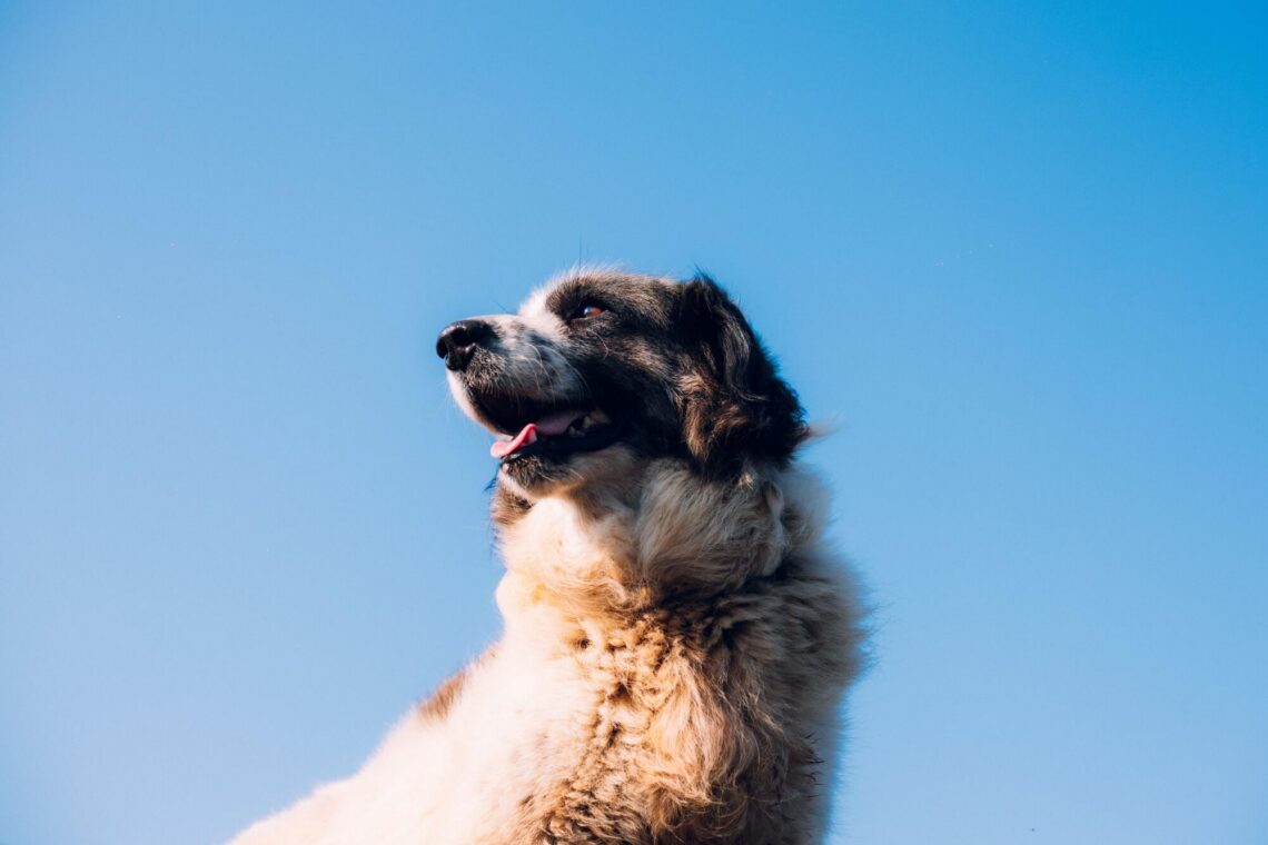 how to fly with a large dog