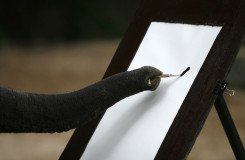 Elephant Training Centre