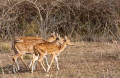 Al Areen Wildlife Park and Preserve