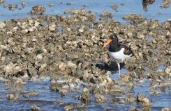 Aransas National Wildlife Refuge