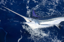 Atlantic billfish