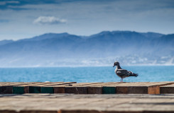 Santa Monica Pier