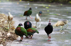 Bird species in a zoo