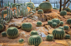 Cactus Gardens