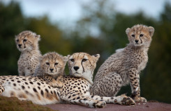 Cheetahs in a zoo