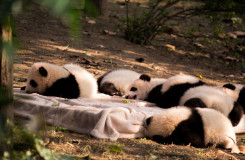 Chengdu Research Base for Giant Panda Breeding