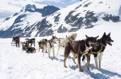 Dog sledding