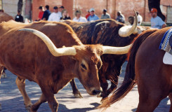 The Stockyards