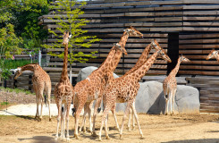 Girafes in a zoo