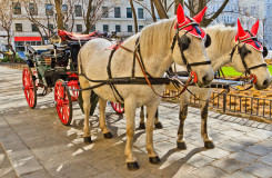 Horse Drawn Carriage