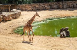 Jerusalem Biblical Zoo