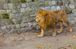 Lion in a Zoo