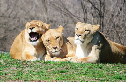 Lions in a Zoo