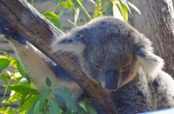 Lone Pine Koala Sanctuary: