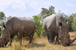 Rhinoceroses in a zoo