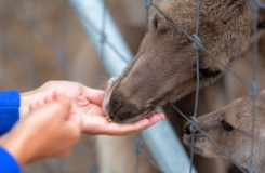 Melbourne Zoo