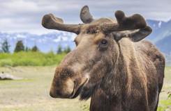 Moose in a wildlife park