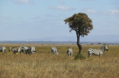 Nairobi National Park