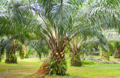 The Palm Garden