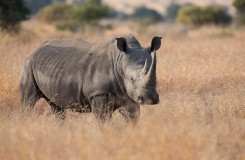 Rhino in a zoo