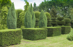 Topiary in the garden