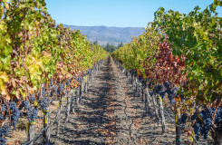 Vineyard in autumn 