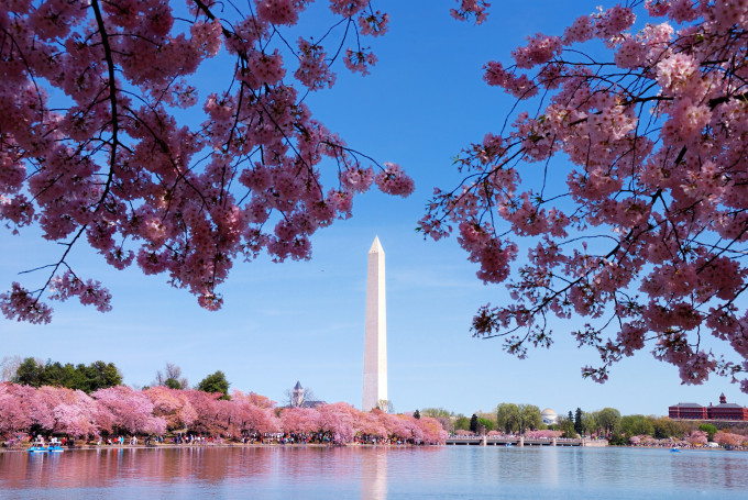 A popular reason to visit Washington DC is for the spring blooming of the Cherry Blossoms