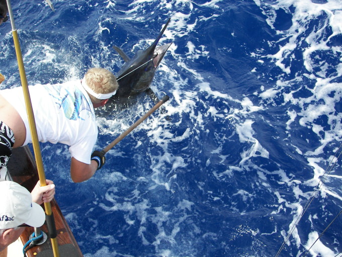 Blue Marlin Fishing