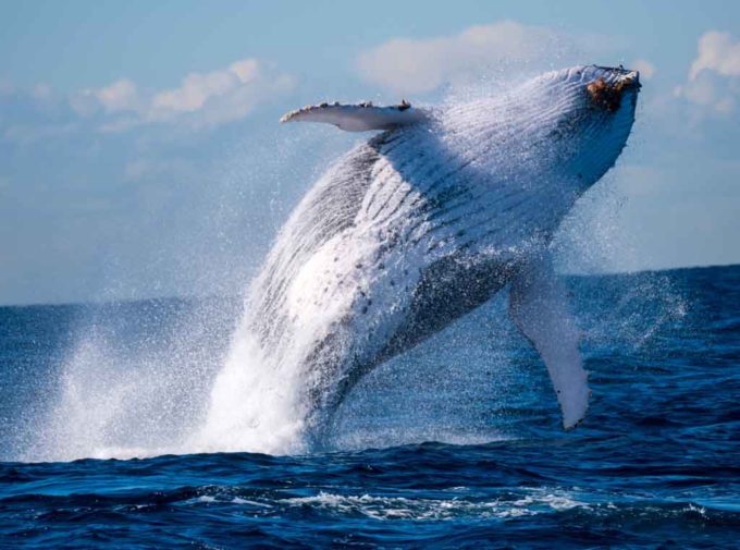 Humpback whale breaching.