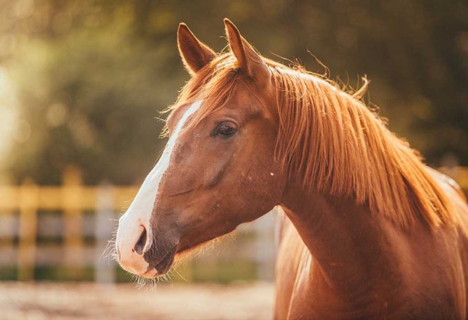 Taking in the beauty of a horse