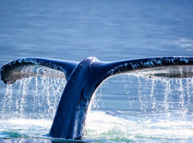 Humpback whale tail.