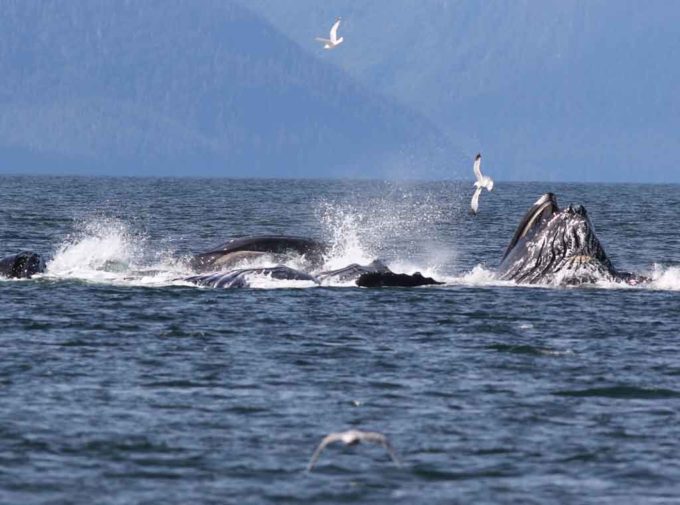 Whales bubble net feeding.