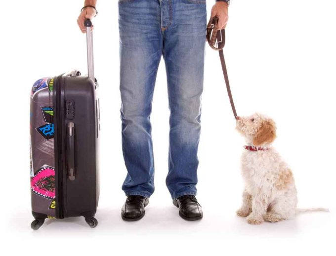 Bring your pet along on your private jet charter flight.
