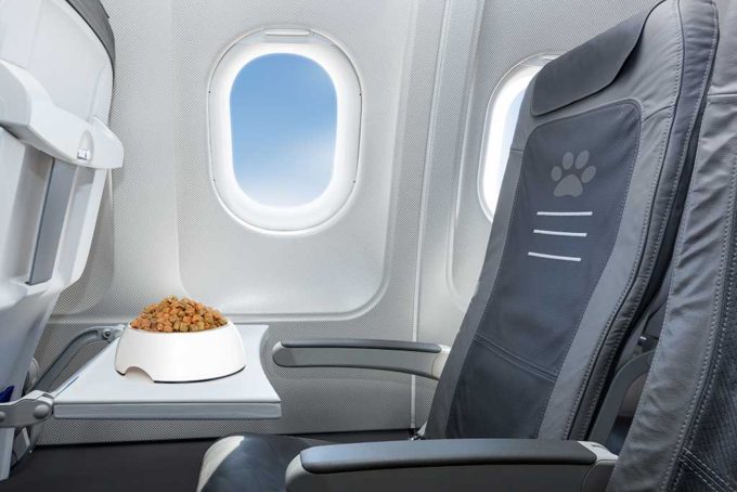 Pets welcome on a private jet charter