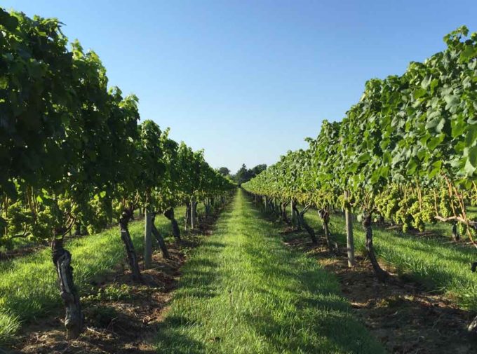 The Hamptons are popular for winery tours and wine tasting. 
