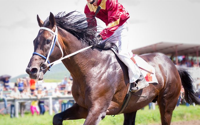  racing horse portrait in action